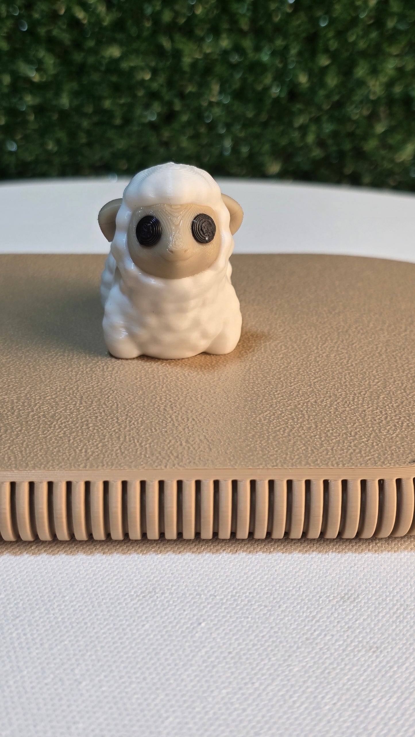 Baby Sheep
